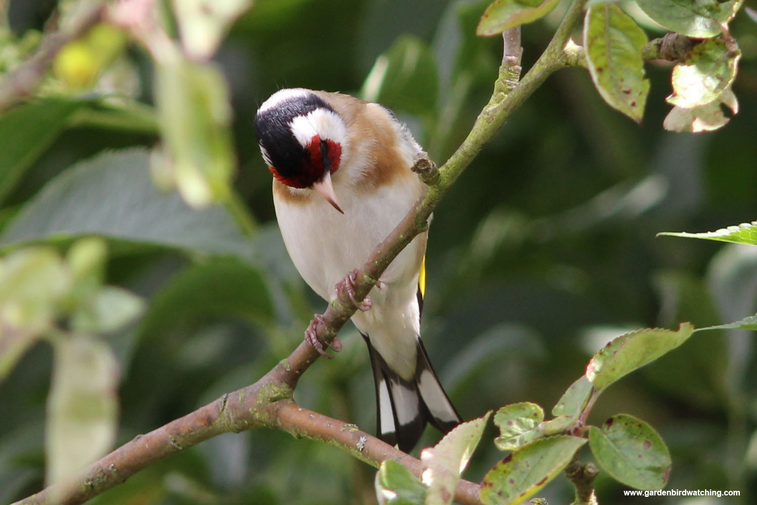 Goldfinch