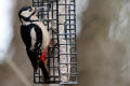Great Spotted Woodpecker image from gardenbirdwatching.com