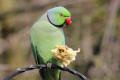 Ring-necked Parakeet image from gardenbirdwatching.com