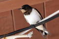 Juvenile Barn Swallow