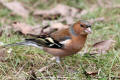 Chaffinch