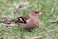 Chaffinch