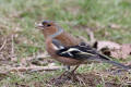 Chaffinch