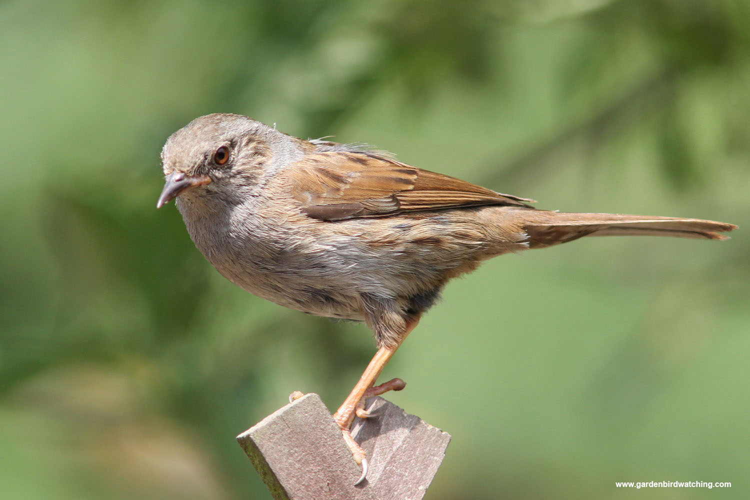 Dunnock