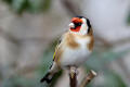 Goldfinch