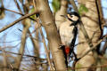 Great-spotted Woodpecker