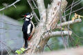 Great-Spotted Woodpecker