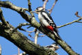 Great Spotted Woodpecker