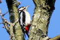 Great Spotted Woodpecker