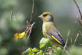 Greenfinch