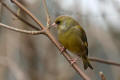 Greenfinch