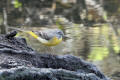 Grey Wagtail