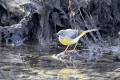 Grey Wagtail