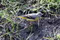 Grey Wagtail