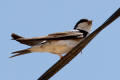 House Martin