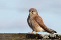 Kestrel