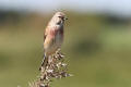 Linnet