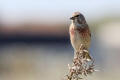 Linnet