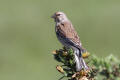 Linnet