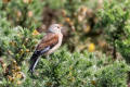 Linnet