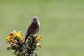 Linnet