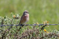 Linnet