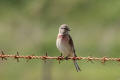 Linnet