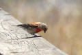 Linnet