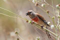 Linnet