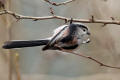 Long-tailed Tit