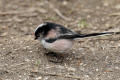 Long-tailed Tit