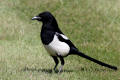 Magpie