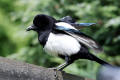 Magpie