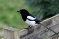 Magpie