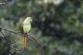 Ring-necked Parakeet