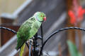 Ring-necked Parakeet