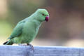 Ring-necked Parakeet