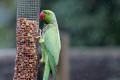 Ring-necked Parakeet