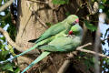 Ring-necked Parakeet