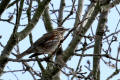 Redwing