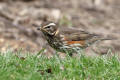 Redwing image from gardenbirdwatching.com