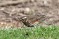 Redwing