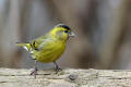 Siskin