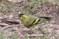 Siskin