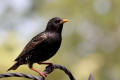 Starling