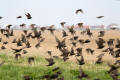 Starlings